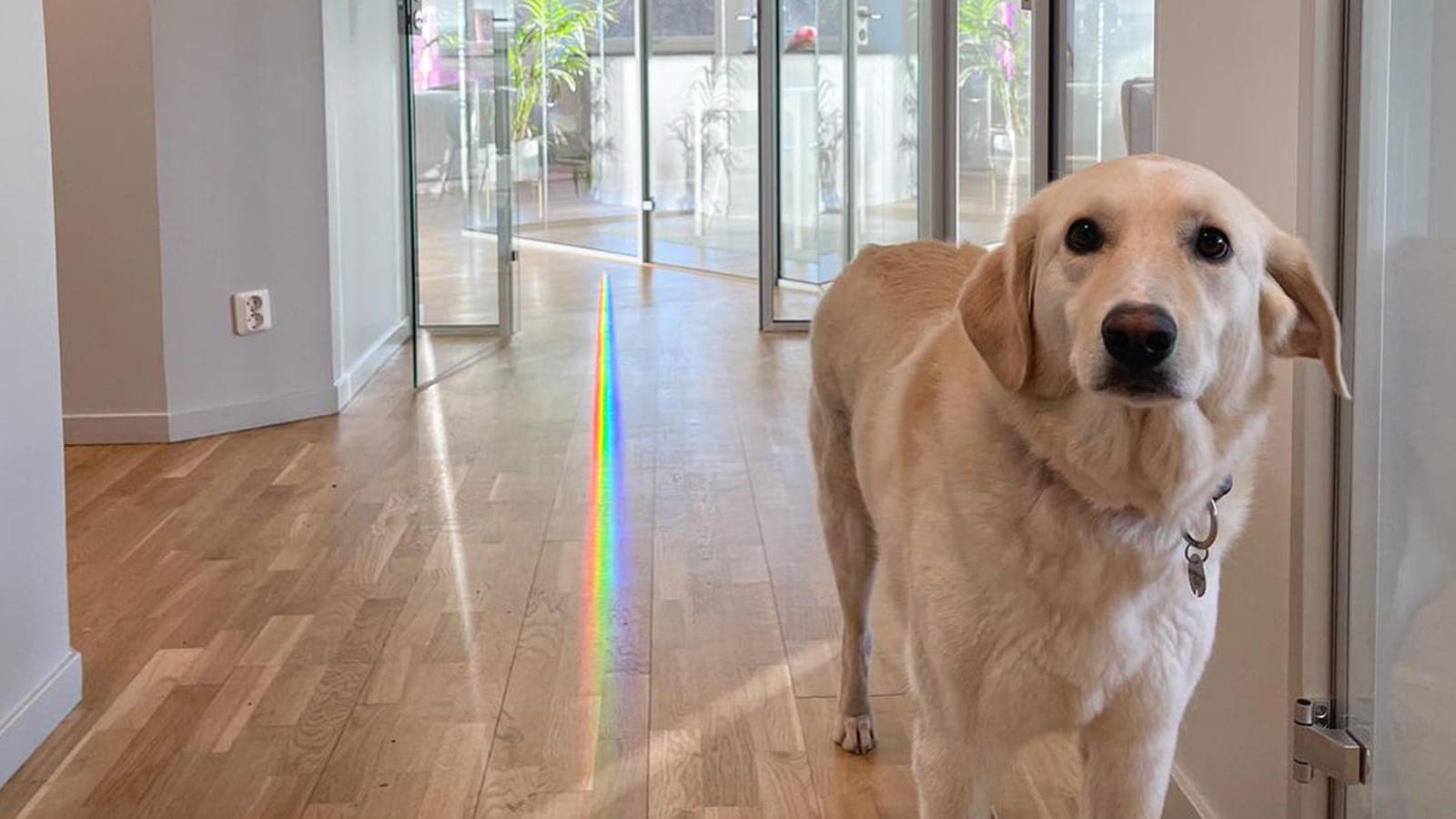 Cute dog in an office with glass walls along the corridor looking into the camera