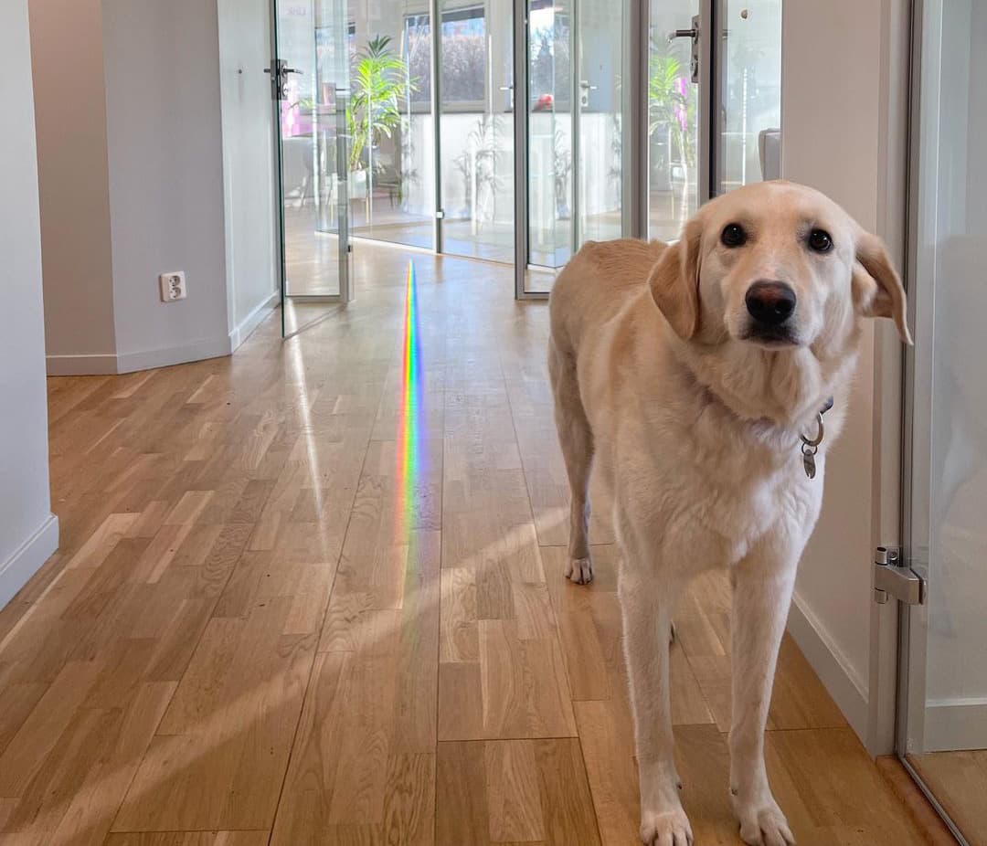 A dog at the Pandy office